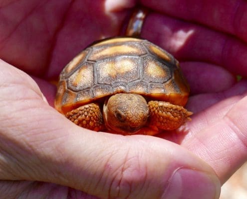 baby gopher turtle