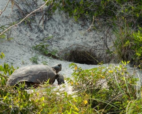 gopher burrow