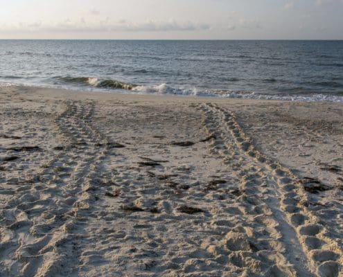 tracks