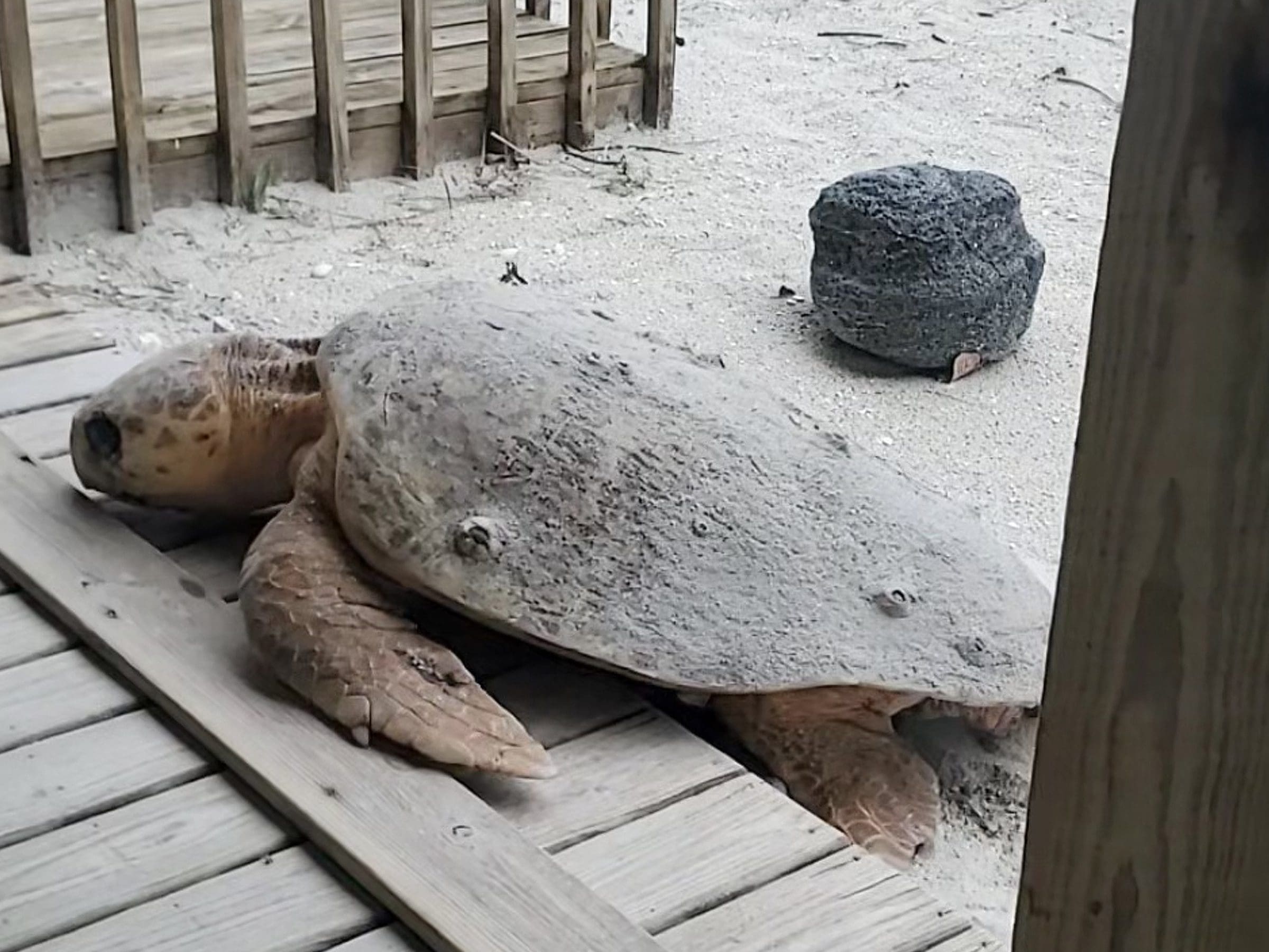 turtle rescue